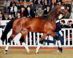142.000 Euro legte der Australier Cris Cugg für den gekörten Hannoveraner Hengst Bodycheck (v. Balou du Rouet / Carismo) bei der ESI-Auktion an. Foto: Dr. Tanja Becker