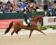 Spitzenreiter bei den Dressurpferden: KWPN-Wallach Parzival mit Adelinde Cornelissen (NED)  © Julia Rau
