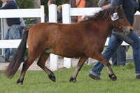 StPrSt. JAKELINE (Shet) v. Freesenas Black Muffin /Kobold (Katrin Drewes, Garlitz).
