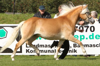 Siegerstute ANIARA (Hafl) v. Aurel / Athos (Haflingergestüt Reimer, Zarnewanz).