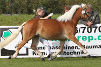 Reservesiegerin AURÈLIE-AMADEA (Hafl) v. Nobelius / Niko (Laura Meier, Zahrensdorf).