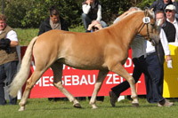 StPrSt. EDINA (E-Hafl) v. Wallenstein / Steinalm (Dieter Duese, Roggow).