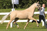 Siegerstute StPrSt. DORNRÖSCHEN (DR) v. Danny Gold / Golden Dancer (ZG Kopilow-Blunk, Rastow).