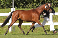 StPrSt. TAMIRA (DR) v. DANCE STAR AT / Nangrando (Susanne Rieck, Zarnewenz).