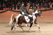 Haflinger Baron-Barolo (v. Barolo) und der Lewitzer Alswin (v. Agnus Dei).