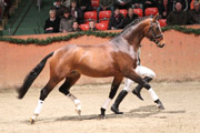 Bertolini, Westfale v. Belissimo M x Show Star.