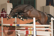 Canturat, Holsteiner v. Canturo x Cassini II.