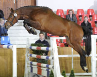 Cleo v. Concetto, Springsieger bei den Vierjährigen. Foto: Schreiner
