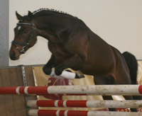 Der im Sport unter Anne Groß in allen Disziplinen erfolgreiche Reitponyhengst HERO v. Honeymoon Star nahm auf der Grünen Woche bei der 3. Bundesschau der Sportponys erfolgreich am Freispringen teil. Foto: Wego
