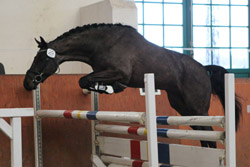 Oldenburger Springpferd (Nintender / Heraldik xx) Z.u.B.: Katrin Benzel (Sternberger Burg). Foto: Wego