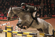 Levkoi, Deutsches Sportpferd v. Levisto x Goldstern mit Daniel Wascher.