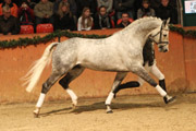 Levkoi, Deutsches Sportpferd v. Levisto x Goldschatz. 