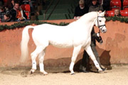 Althengst Solar, Trakehner v. Altan II x Trafaret.