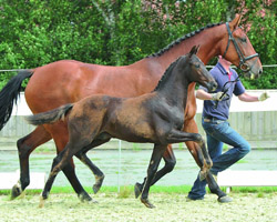 A la Dressage v. Ampere-Sandro Hit-Donnerhall. Foto: Belitz