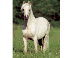 Im Rahmen des 5. Bundespferdefestivals präsentieren sich in Bad Hersfeld auch Welsh Ponys.