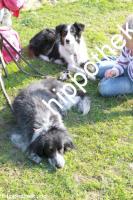 2012-09-29: Hunde von Butkereit  bei Landesbreitensportturnier in Güstrow
