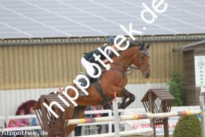 2013-09-01: Lantano  bei Reitturnier in Schwaan