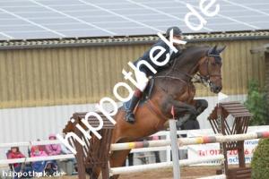 2013-09-01: Dark Dream  bei Reitturnier in Schwaan