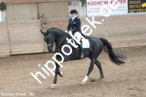 2013-10-19: Florino  bei Dressurturnier in Zierow