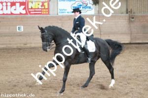 2013-10-19: Florino  bei Dressurturnier in Zierow