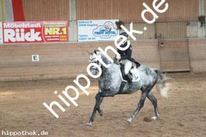 2013-10-19: His Lordliness  bei Dressurturnier in Zierow