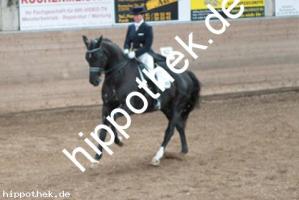2013-10-19: Florino  bei Dressurturnier in Zierow