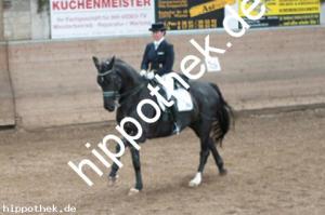 2013-10-19: Florino  bei Dressurturnier in Zierow