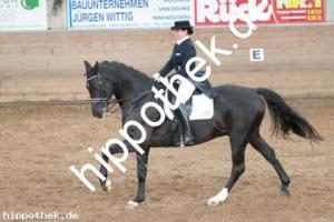 2013-10-19: Florino  bei Dressurturnier in Zierow