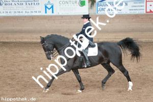 2013-10-19: Florino  bei Dressurturnier in Zierow