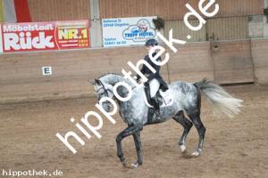 2013-10-19: His Lordliness  bei Dressurturnier in Zierow