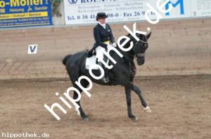 2013-10-19: Florino  bei Dressurturnier in Zierow