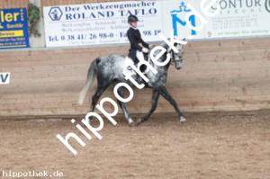 2013-10-19: His Lordliness  bei Dressurturnier in Zierow