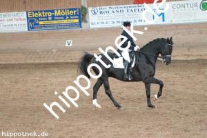 2013-10-19: Florino  bei Dressurturnier in Zierow