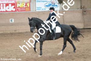 2013-10-19: Florino  bei Dressurturnier in Zierow