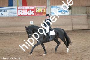 2013-10-19: Florino  bei Dressurturnier in Zierow