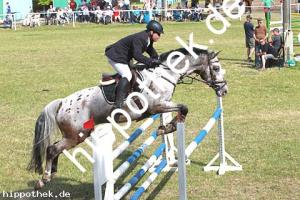 2014-06-08: Casper  bei Reitturnier in Elmenhorst