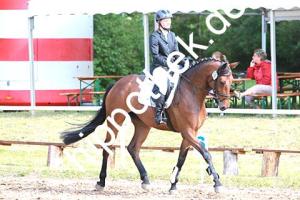 2014-06-13: Caitma R  bei Reitturnier in Poseritz