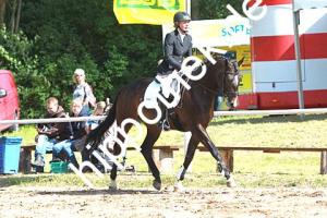 2014-06-13: Ladylike  bei Reitturnier in Poseritz