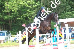 2014-06-13: Ladylike  bei Reitturnier in Poseritz
