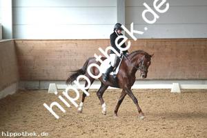 2016-03-12: Nitana  bei Dressur in Redefin