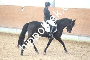 2016-03-12: Dark George  bei Dressur in Redefin