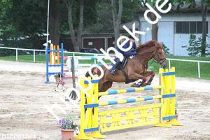 2016-05-29: Idefix  bei Reitturnier in Dummerstorf