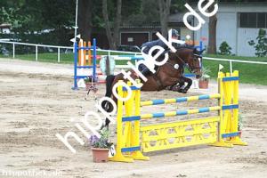 2016-05-29: Crystall  bei Reitturnier in Dummerstorf