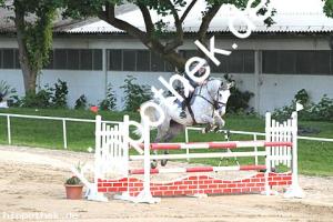 2016-05-29: Chandra  bei Reitturnier in Dummerstorf