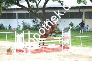 2016-05-29: Cenny  bei Reitturnier in Dummerstorf