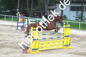 2016-05-29: Libero  bei Reitturnier in Dummerstorf
