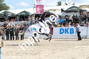 2016-07-24: Silver Surfer  bei CSI Reitturnier in Groß Viegeln
