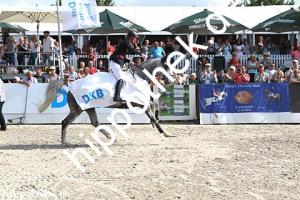 2016-07-24: Silver Surfer  bei CSI Reitturnier in Groß Viegeln