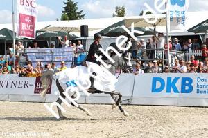 2016-07-24: Silver Surfer  bei CSI Reitturnier in Groß Viegeln