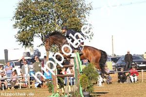 2016-09-18: Chelsea  bei Reitturnier in Crivitz